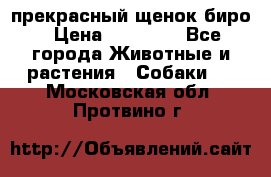 прекрасный щенок биро › Цена ­ 20 000 - Все города Животные и растения » Собаки   . Московская обл.,Протвино г.